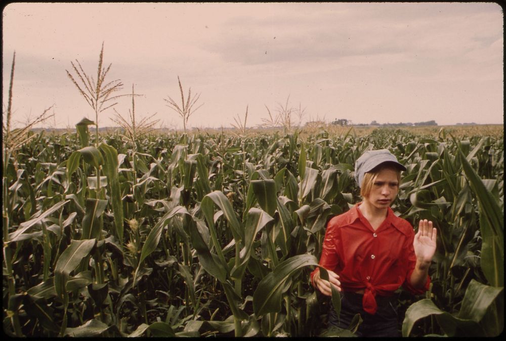 Teenage Worker Detasseling Corn in a Field During the Summer near New Ulm, Minnesota.