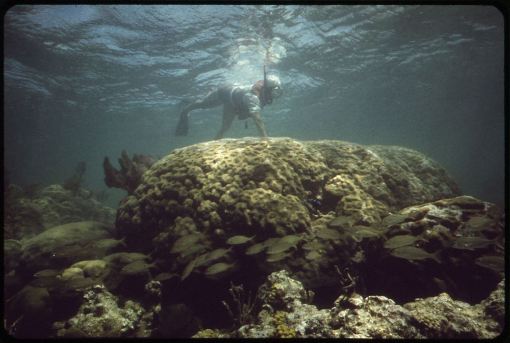 Snorkeling John Pennekamp Coral Reef Free Photo rawpixel