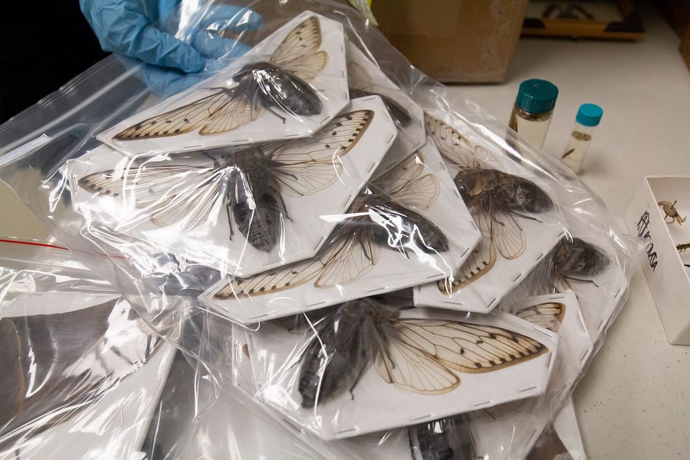 CBP officers assigned to the Area Port of Jacksonville, Florida intercept a shipment of insects and bats