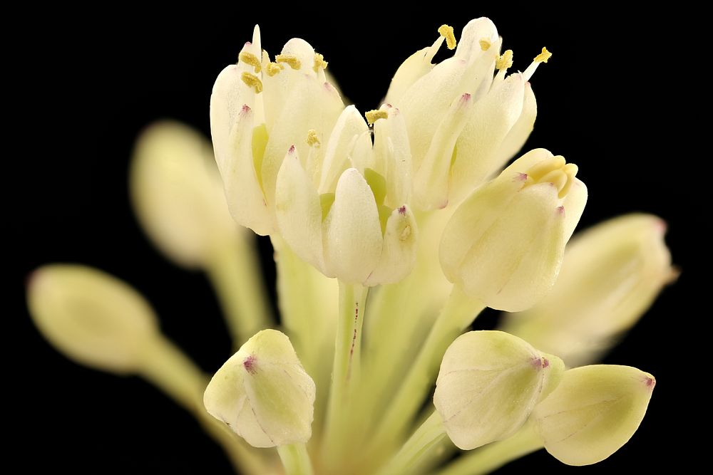 Allium tricoccum 2, Ramps, flower, GFG, Howard County, Md, Helen Lowe Metzman