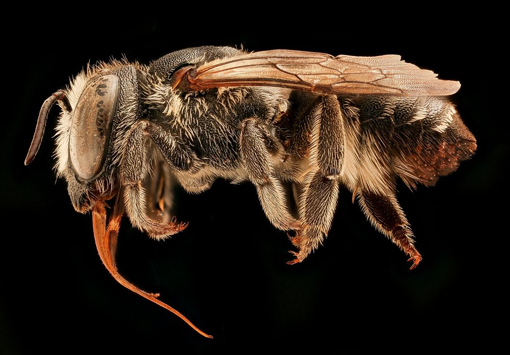 Megachile apicalis, f, left, Yolo Co., CA