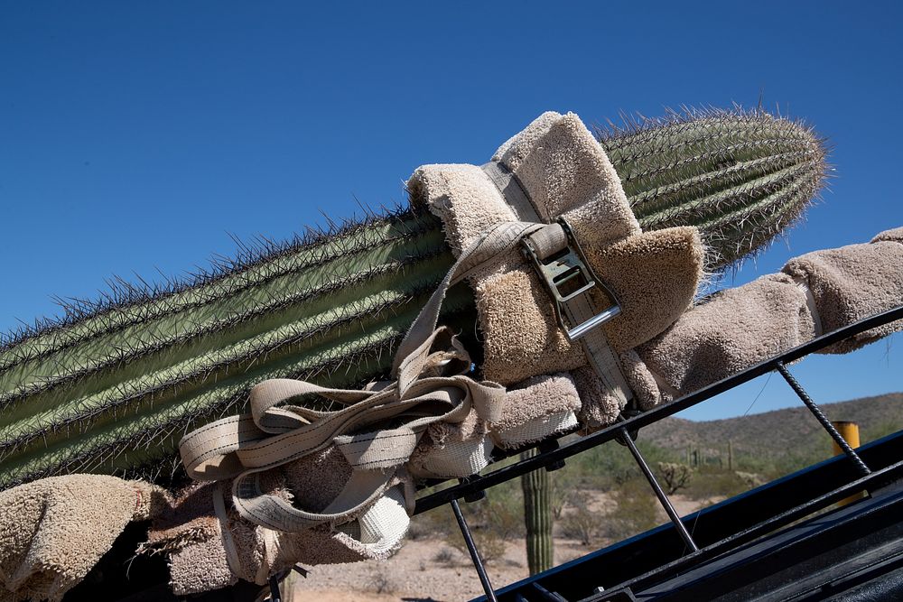 Cacti relocation process at Organ Pipe National Monument