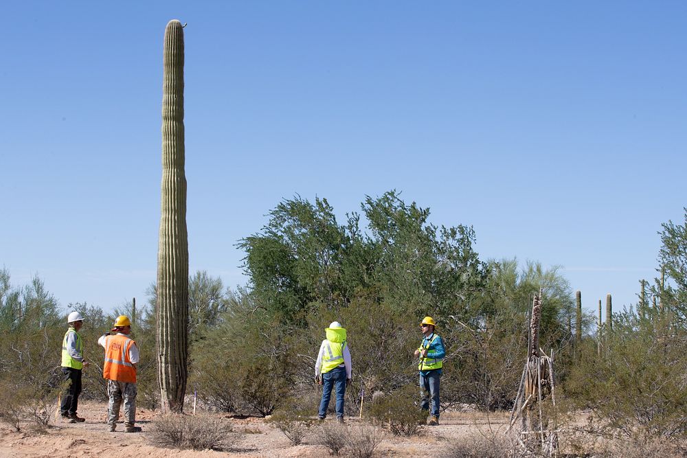 Cacti relocation process at Organ Pipe National Monument