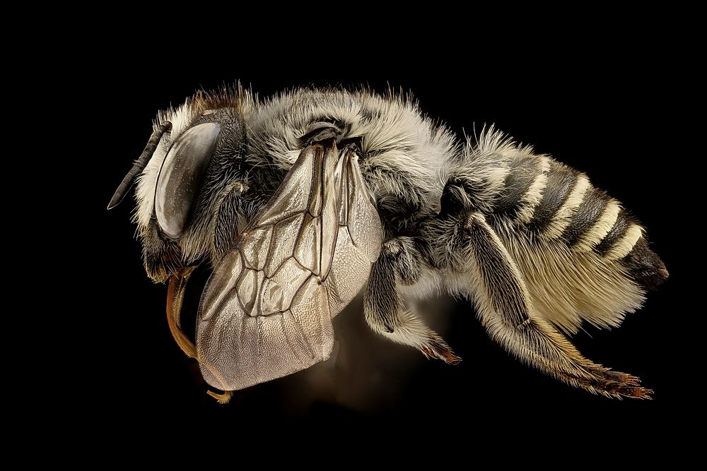 Megachile coquilletti, f, left,Yolo Co, CA