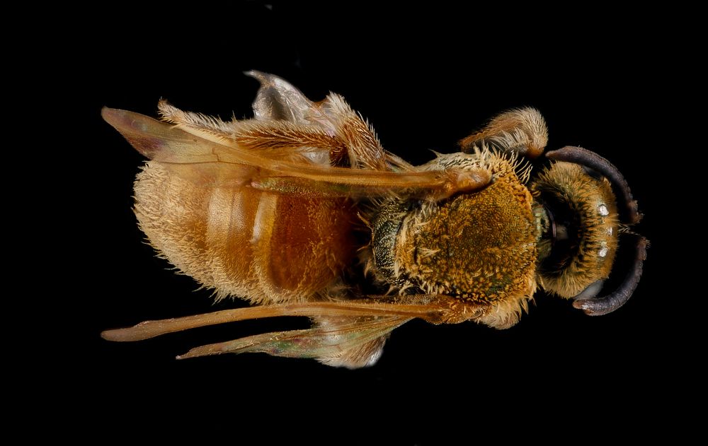 Lasioglossum vierecki, unknown, back