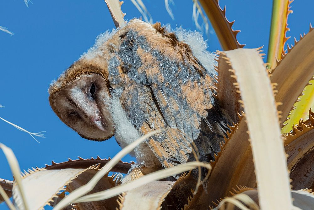 Juvenile barn owl (Tyto alba)