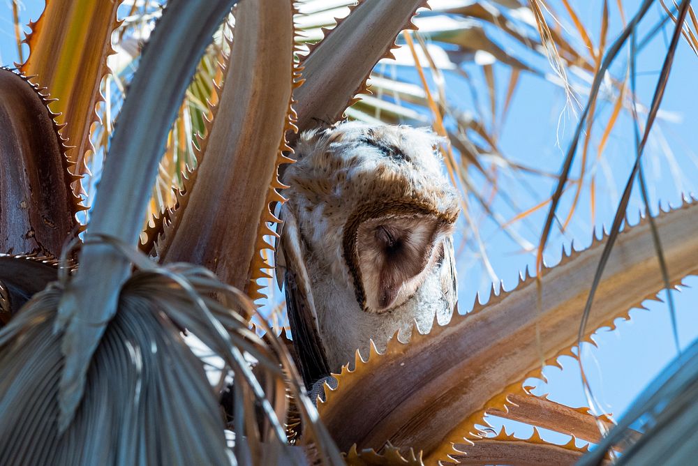 Juvenile barn owl (Tyto alba)