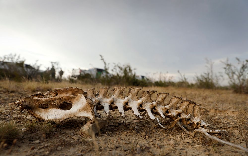 Skeletal remains of wildlife, possibly a deer, foretell the dangers of life in the hot, expansive brush lands near Eagle…