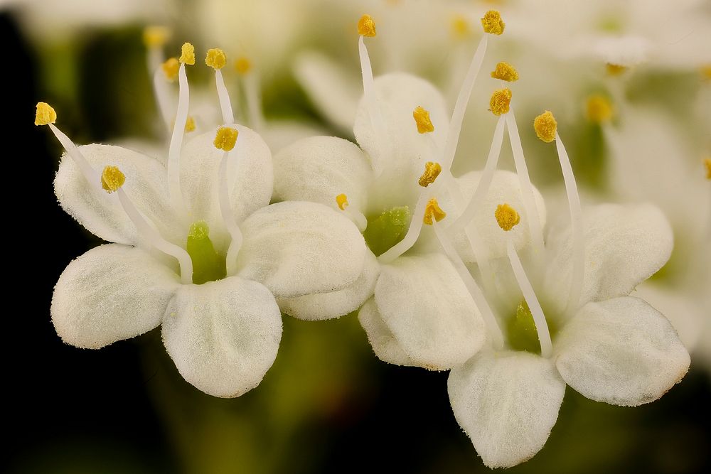 Viburnum prunifolium, flr.