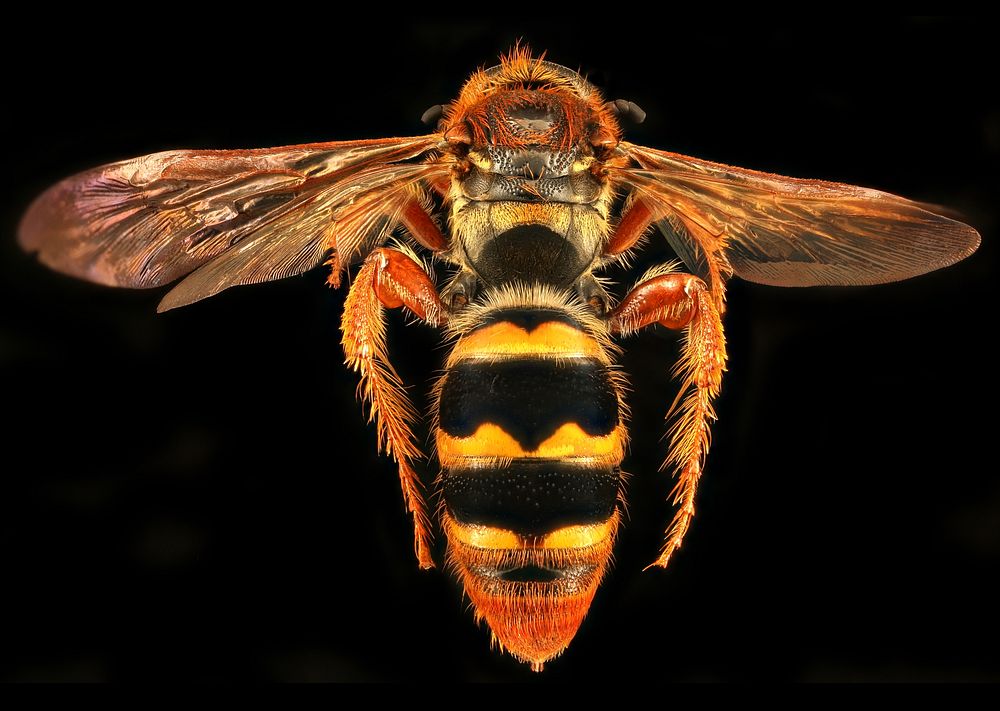 Cool Wasp, back, u, Sierra De Baoruco, Dominican Republic