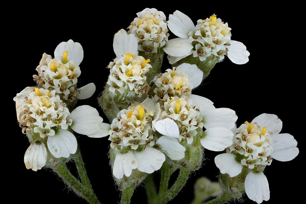 Achillea millefolium 2, Yarrow, Howard County, Md, Helen Lowe Metzman