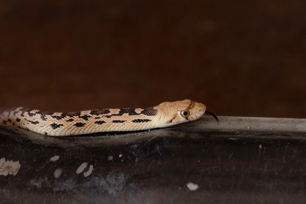 Juvenile gopher snake at Oasis Visitor Center