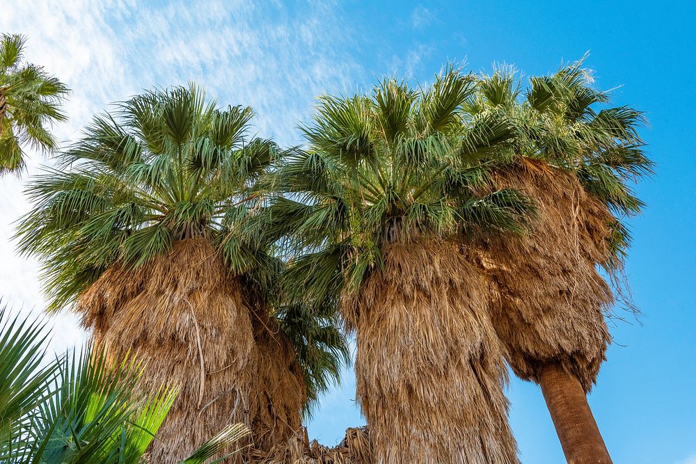 California fan palm (Washingtonia filifera); Oasis of Mara