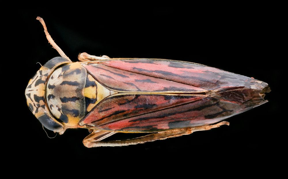 Leafhopper, u, back, Dominican Republic