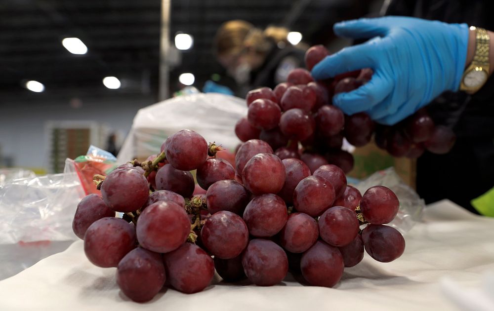 U.S. Customs and Border Protection Office of Field Operations agricultural specialists inspect a shipment of grapes arriving…
