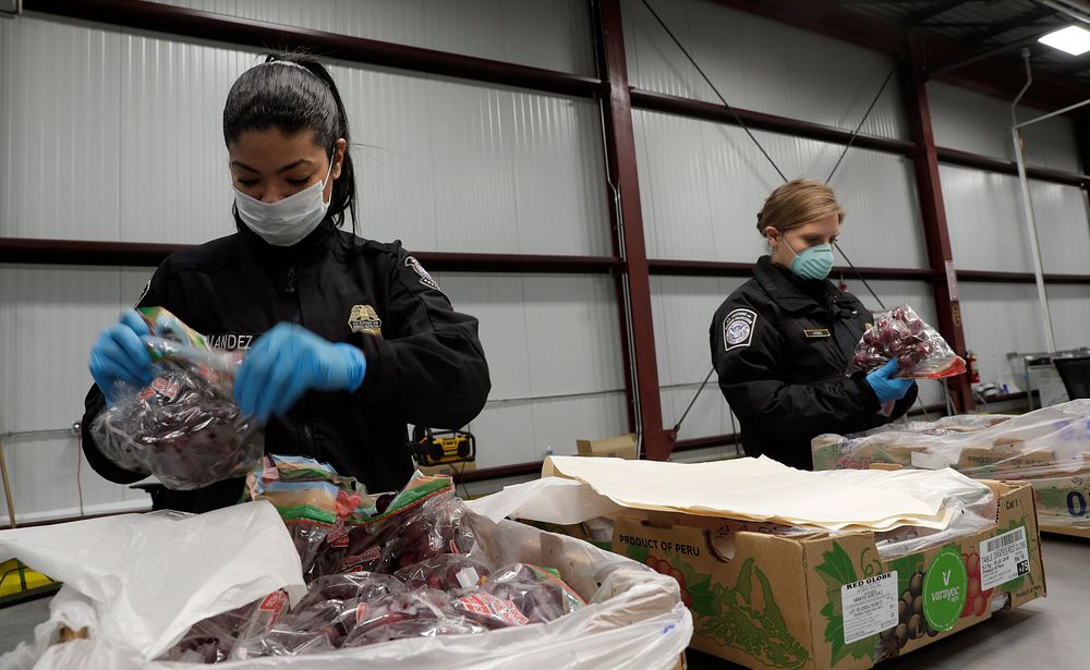 U.S. Customs and Border Protection Office of Field Operations agricultural specialists inspect fruit shipments in the mist…