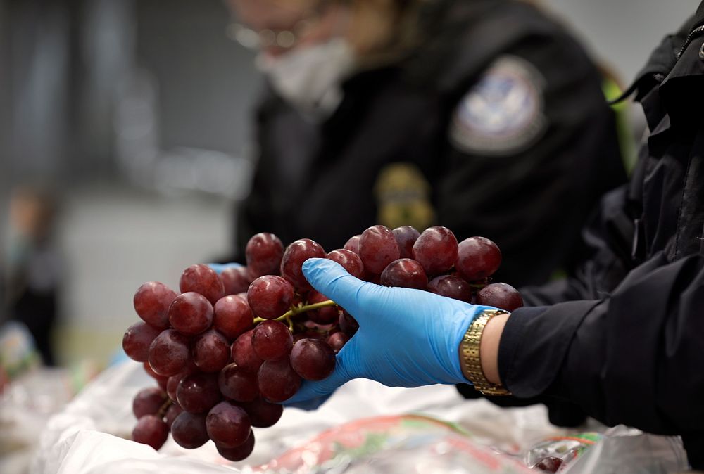 U.S. Customs and Border Protection Office of Field Operations agricultural specialists inspect a shipment of grapes arriving…