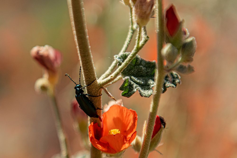 Beetle on the Desert Globemallow (Sphaeralcea ambigua)