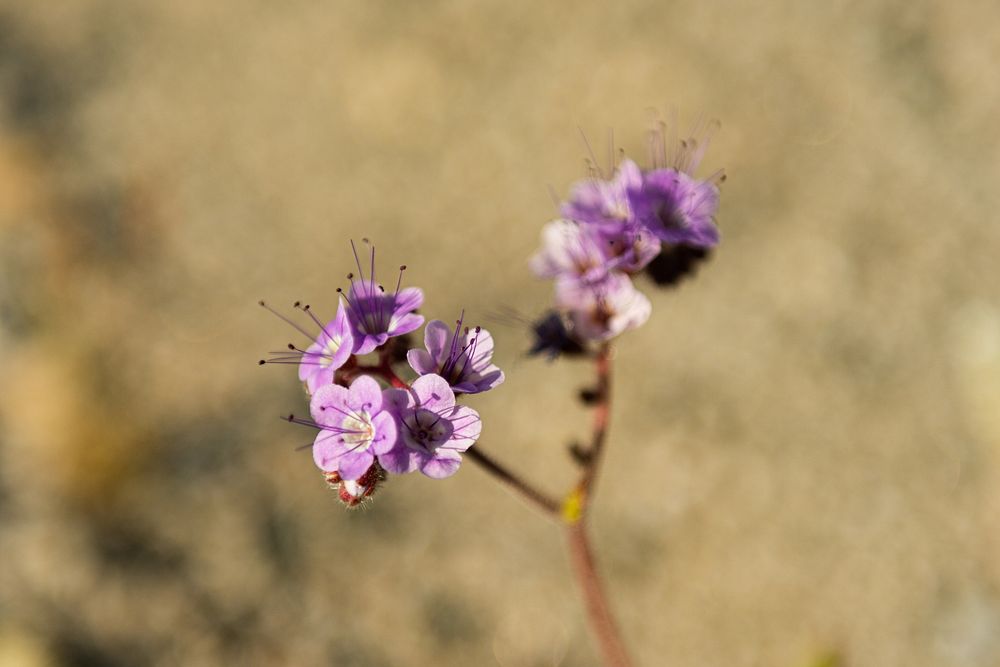 Notched-leaf Phalecia (crenulata, var. ambigua Hydrophyllaceae)