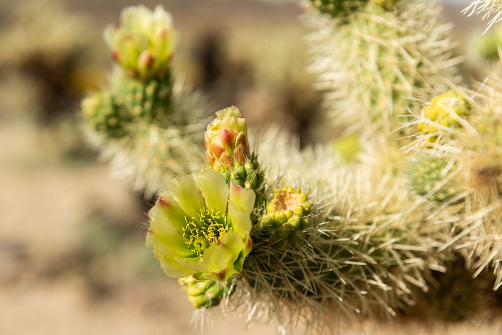 Flowering Cholla Cactus Cylindropuntia Bigelovii Free Photo Rawpixel CHJpdmF0ZS9sci9pbWFnZXMvd2Vic2l0ZS8yMDIzLTAzL2ZsNDk4MzQwMTEwOTYtaW1hZ2UuanBn