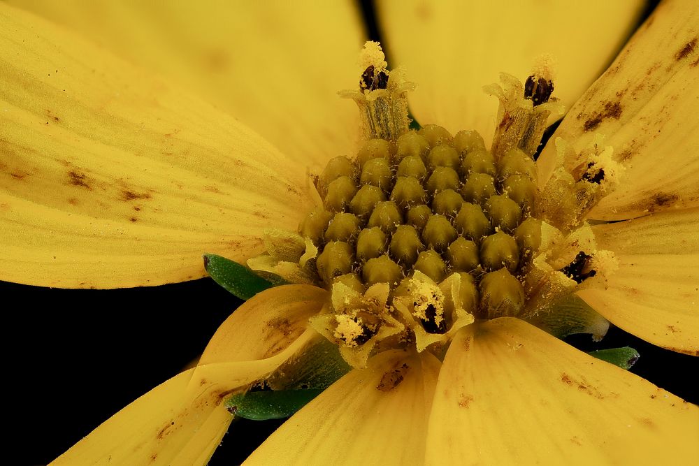 Coreopsis verticillata 3, Whorled tickseed, Howard County, Md, Helen Lowe Metzman