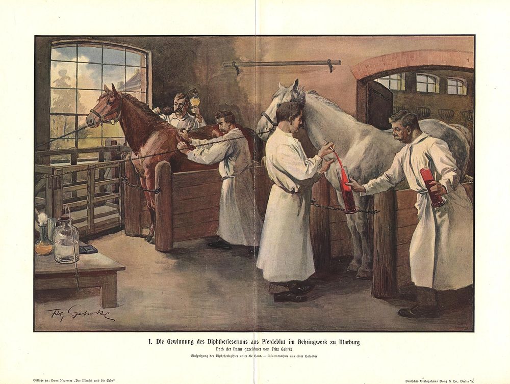 Die Gewinnung des Diphtherieserums aus Pferdeblut im Behringwerk zu Marburg. Four men in white smocks extract blood from two…