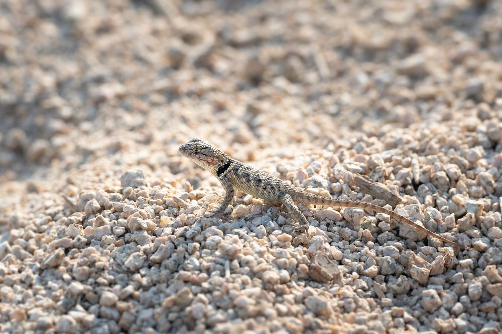 Desert spiny lizard (Sceloporus magister) in the sand near Cottonwood Springs