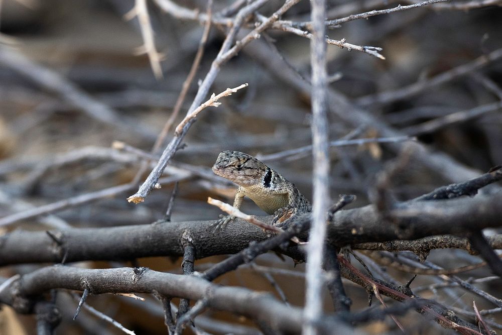 Desert spiny lizard (Sceloporus magister) atop branches near Cottonwood Springs