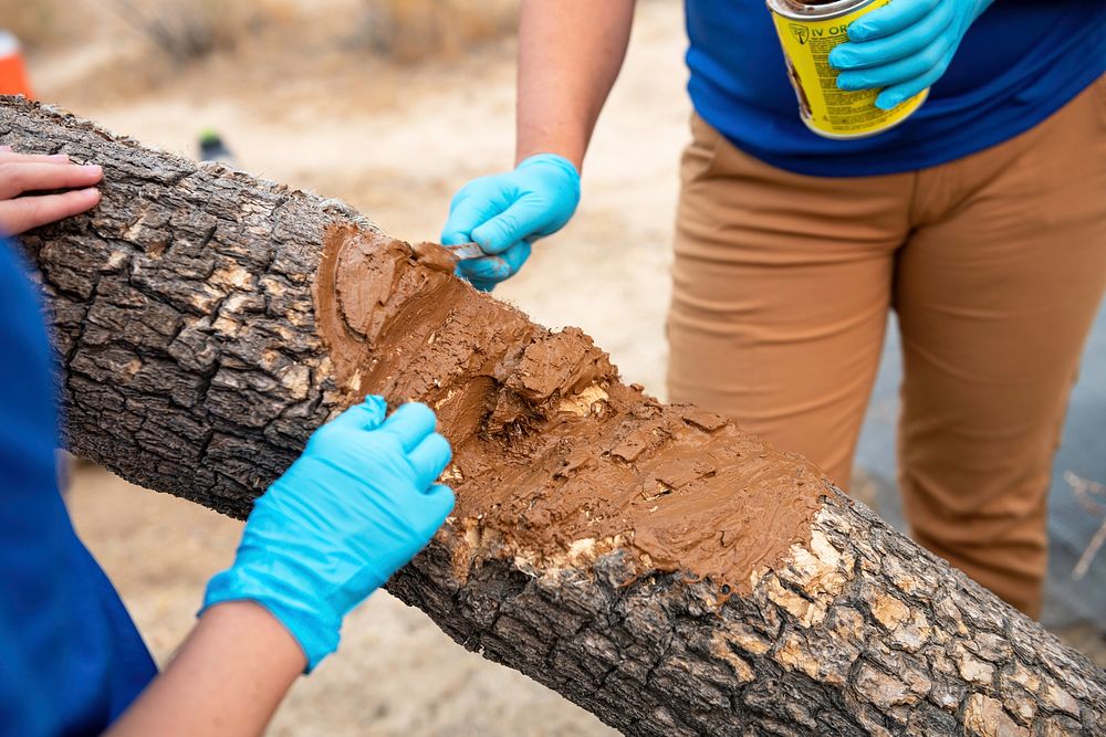 Park staff preserving a human-damaged Joshua tree