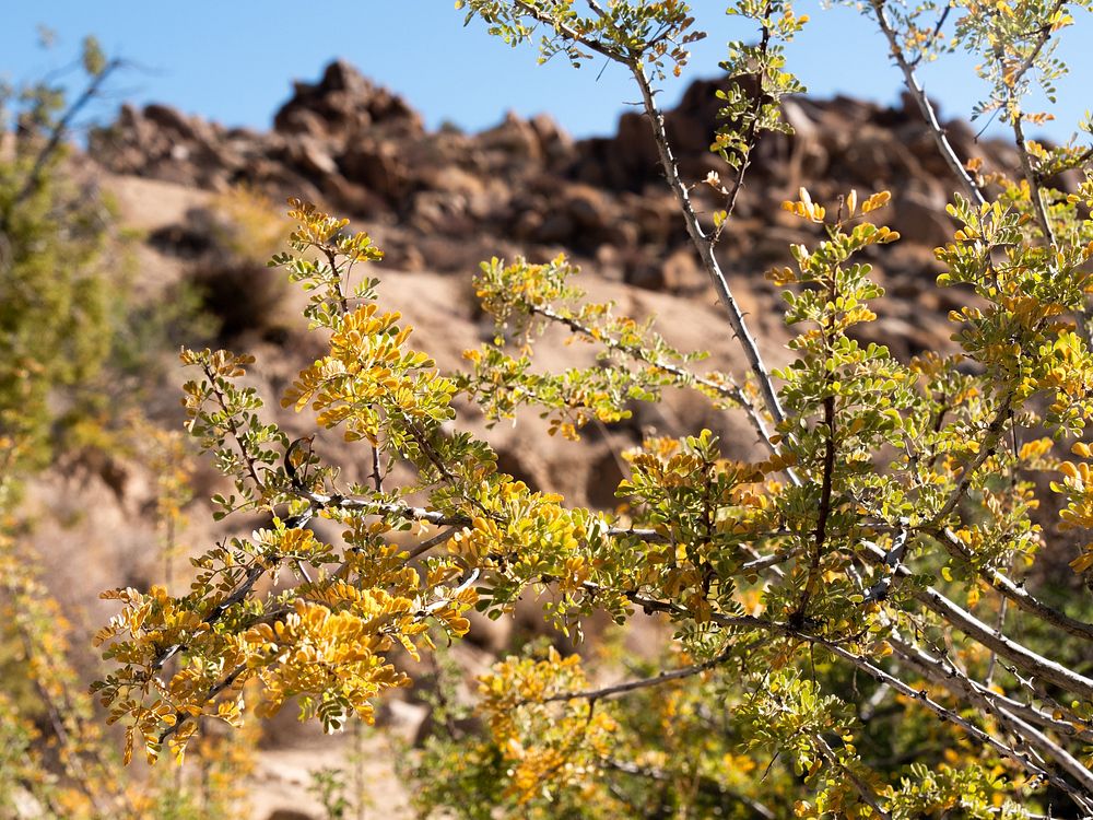 Catclaw acacia (Acacia greggii) showing some fall color