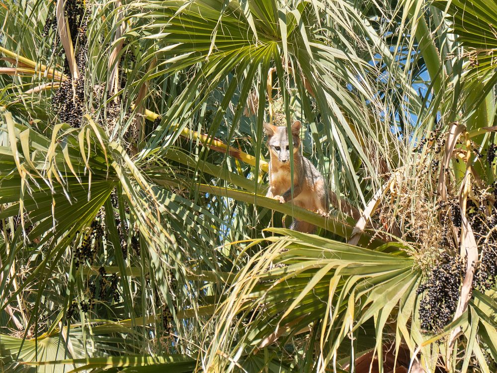 Desert kit fox (Vulpes macrotis arsipus) in a fan palm tree at Cottonwood Springs