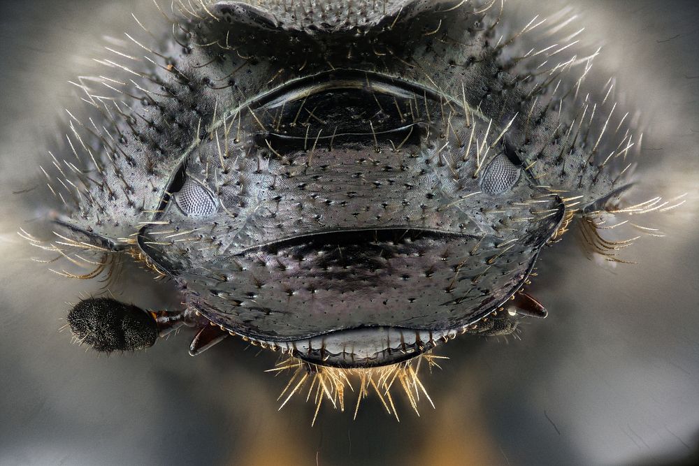 Dung bettle, face, Beltsville Airport