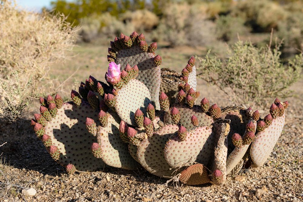 Beavertail cactus (Opuntia basilaris var. basilaris) buds at the Oasis of Mara