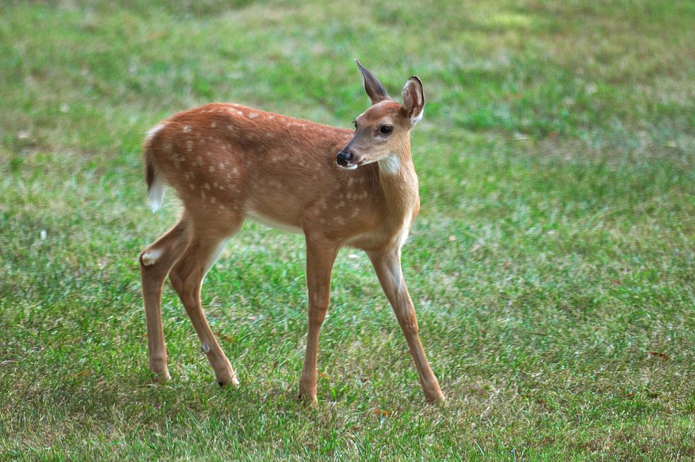 White-tailed fawn deer