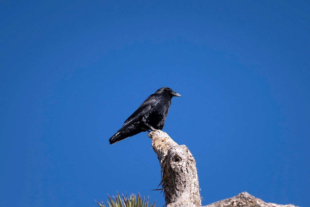 Raven (Corvus corax) atop a Joshua tree
