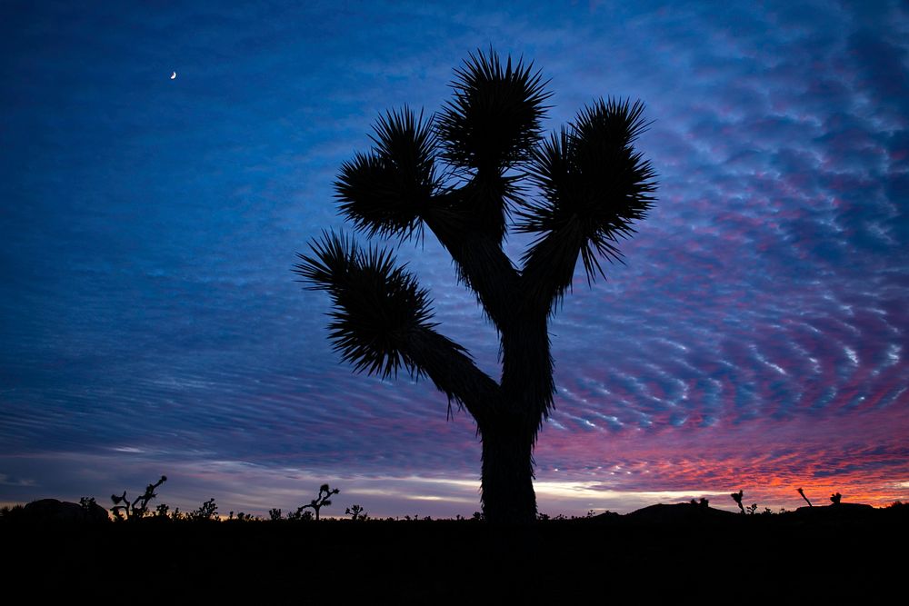 Crescent moon and Joshua tree silhouette at sunset