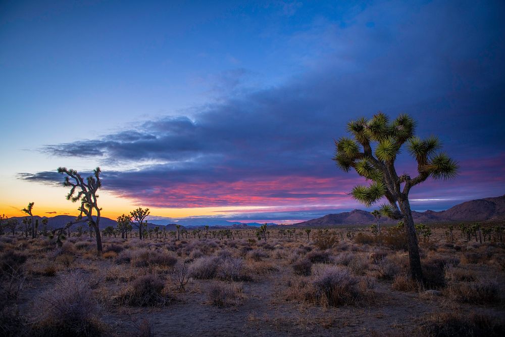 Joshua trees in Queen Valley at Sunset