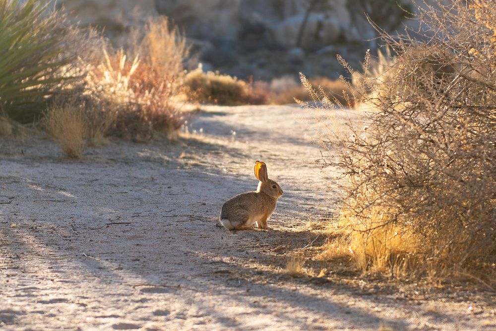 Desert cottontail rabbit (Sylvilagus audubonii)