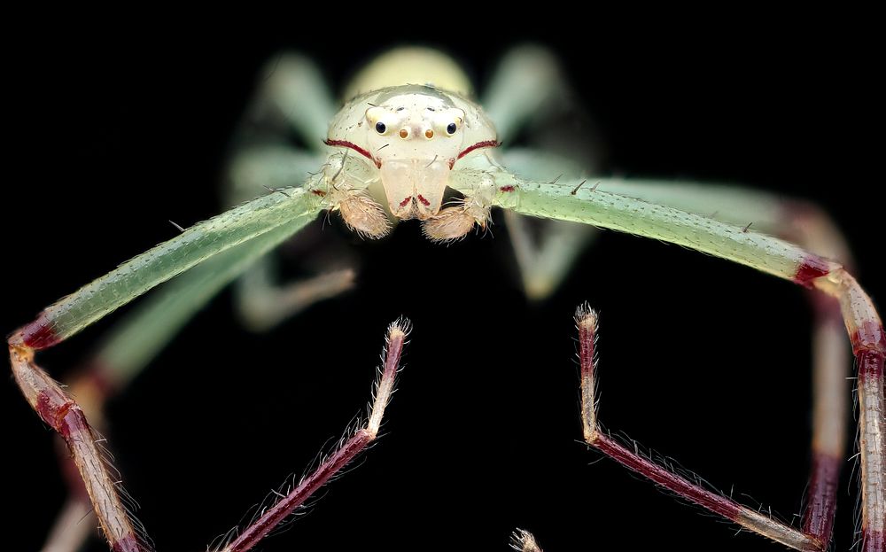 Green long leg spider, face