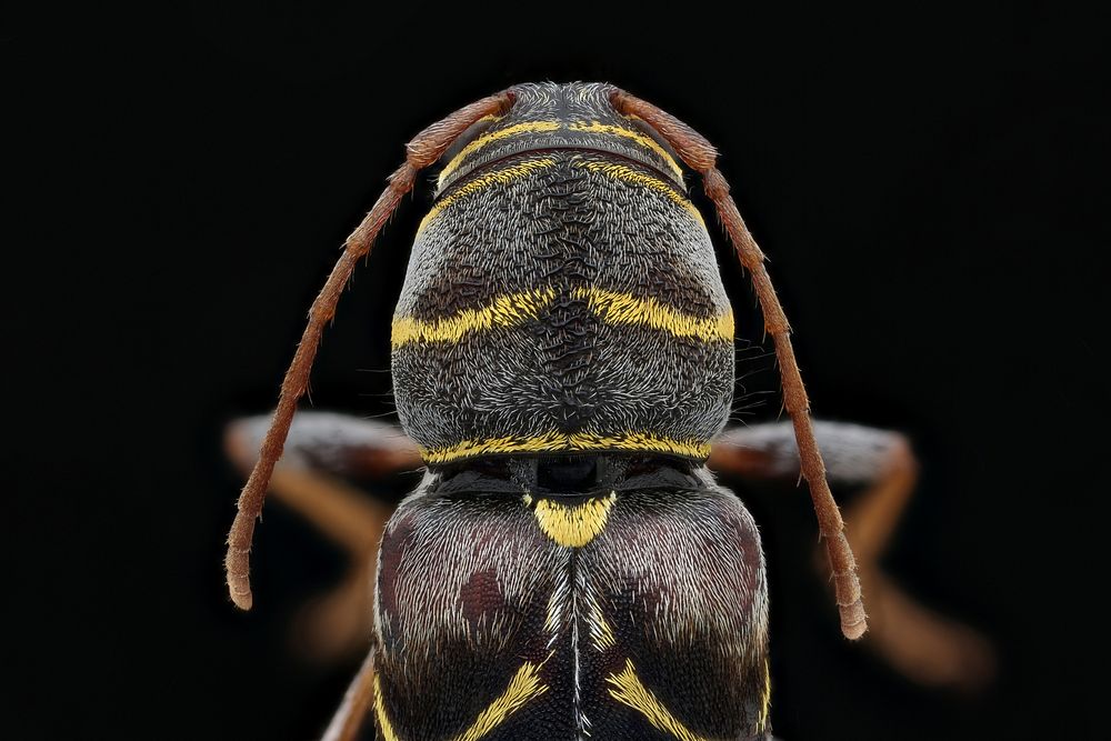 Longhorn beetle back, head shot