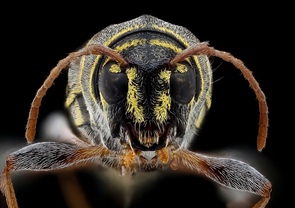 Longhorn beetle face