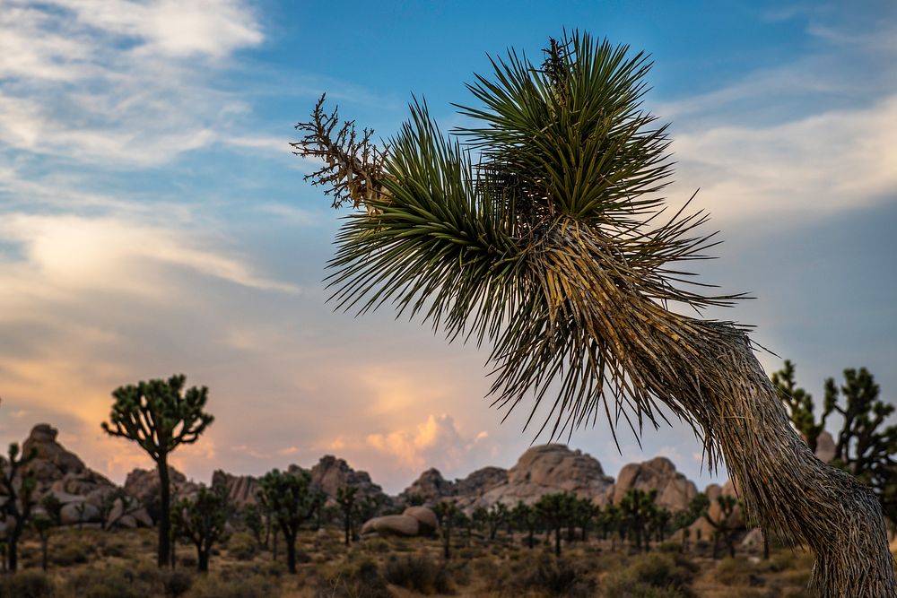 Joshua tree with clouds over Hidden Valley at sunset