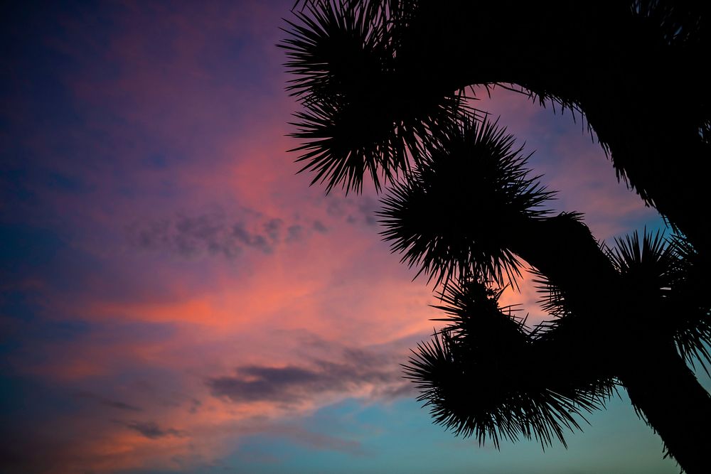 Joshua tree silhouette at sunset