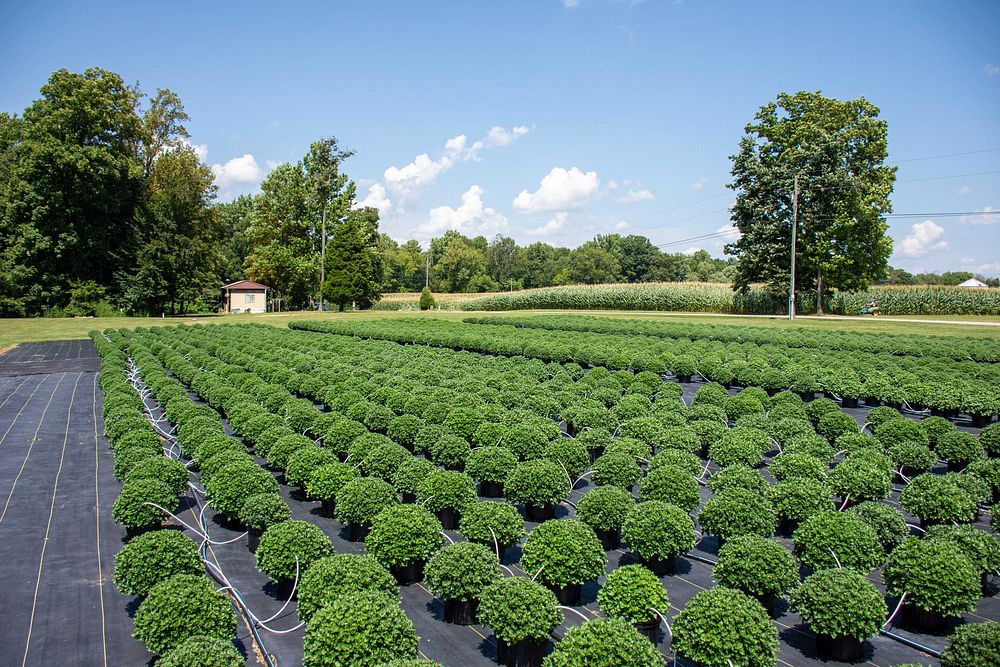 Mums grow and are watered at Cornucopia Farms in Scottsburg, Indiana on August 12, 2021.