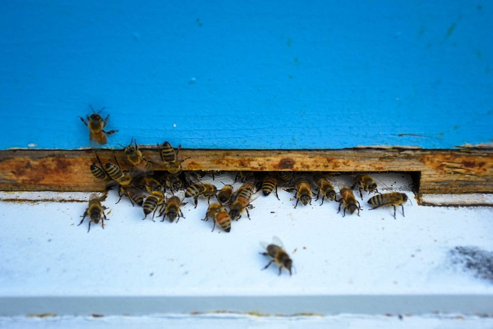 Honeybees gather outside their hive on John and Ann Wynn's property in North Salem, Indiana on August 2, 2021.