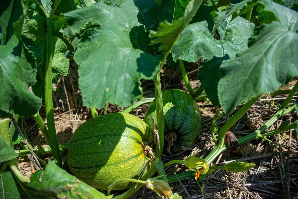 Pumpkins grow at Cornucopia Farms in Scottsburg, Indiana on August 12, 2021.