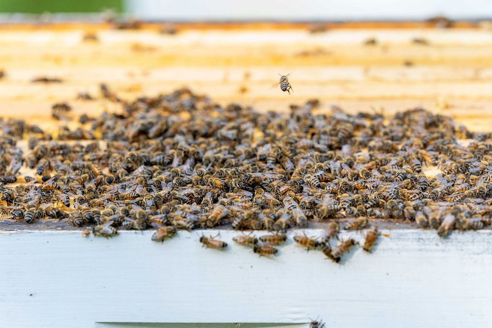 Honeybees congregate on a honey frame as John and Ann Wynn check one of their hives at Wynn Farm in North Salem, IN Aug. 2…