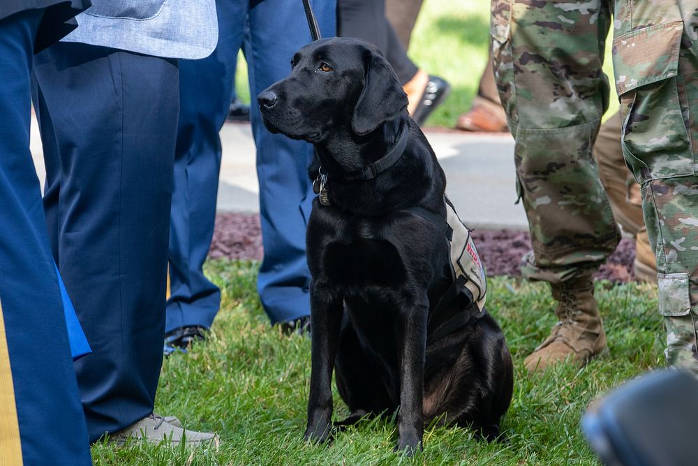 Working dog, black Labrador Retriever. Original public domain image from Flickr