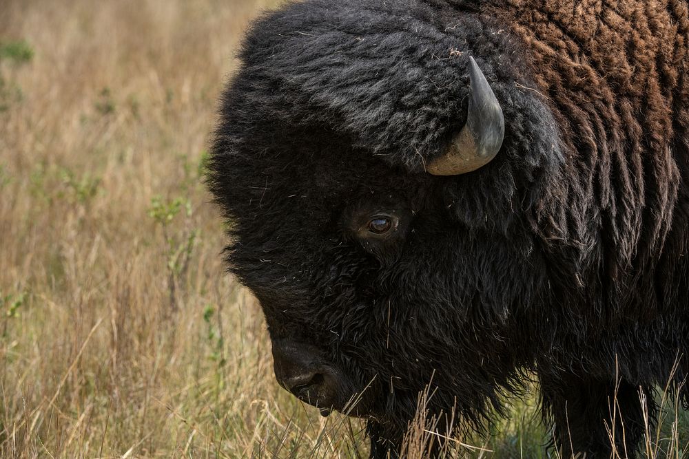 Buffalo at Cammack Buffalo Ranch owned by John and Melanie Cammack who operate a 13,000-acre buffalo ranch with 600 mother…