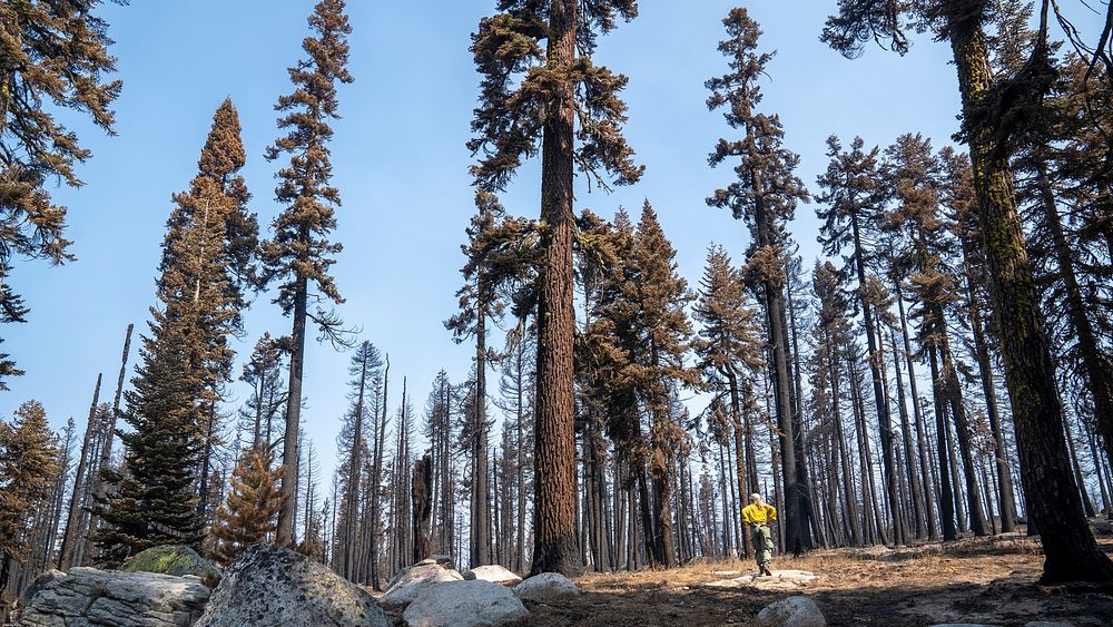 A forest hit by the Caldor Fire near South Lake Tahoe, California.